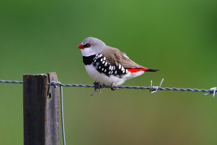 Diamond firetail Diamond Firetail Finch Facts As Pets Care Feeding Pictures