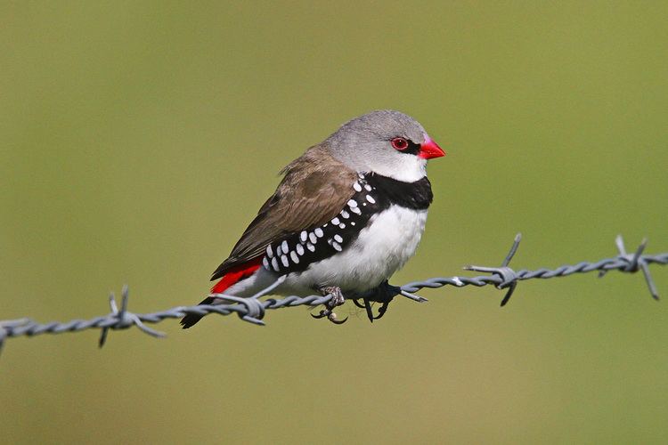 Diamond firetail Diamond Firetail Finch Facts As Pets Care Feeding Pictures