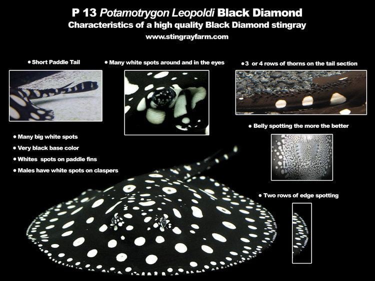 Diamond stingray Leopoldi Stingray Black Diamond Stingray Farm