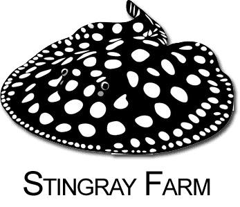 Diamond stingray Leopoldi Stingray Black Diamond Stingray Farm