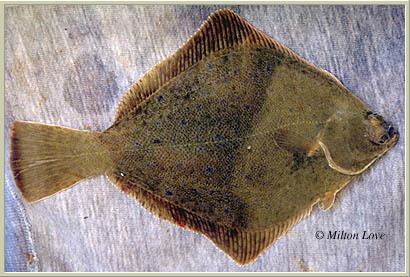 Diamond turbot fish