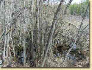 Diamond willow How to find Diamond Willow sticks