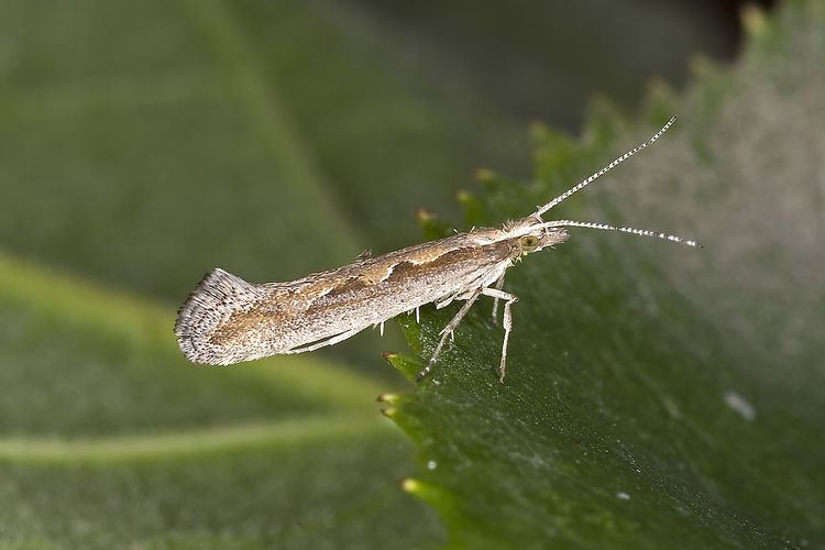 Diamondback moth Diamondback moth Wikipedia