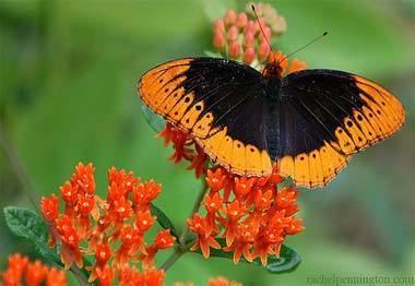 Diana fritillary Diana Fritillary Butterfly State Butterfly State Symbols USA