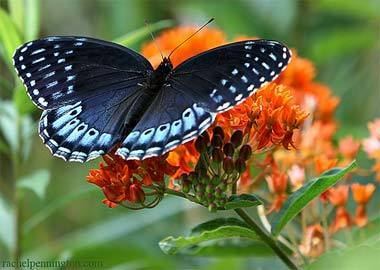 Diana fritillary Diana Fritillary Butterfly State Butterfly State Symbols USA