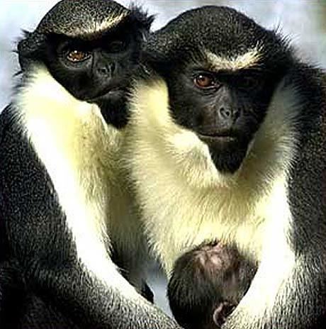 Diana monkey Diana Monkey White Beard in West African Treetops Animal