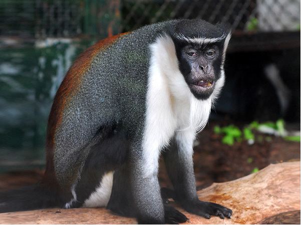 Diana monkey httpswwwkonicaminoltacomkidsendangeredanim