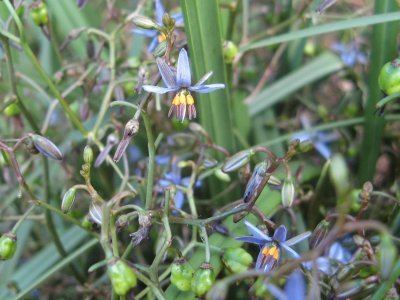 Dianella brevicaulis Lily