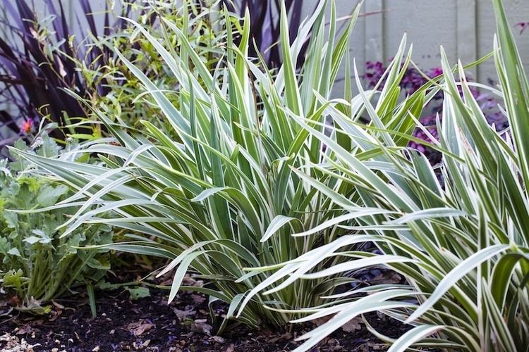 Dianella (plant) 1000 images about Variegated Flax Lily on Pinterest Perennials