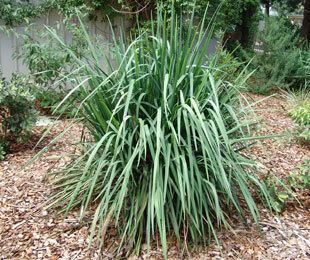 Dianella (plant) KING ALFRED Dianella is the best erosion control plant Strappy