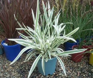 Dianella (plant) DESTINY Dianella is a stand out plant with variegated foliage