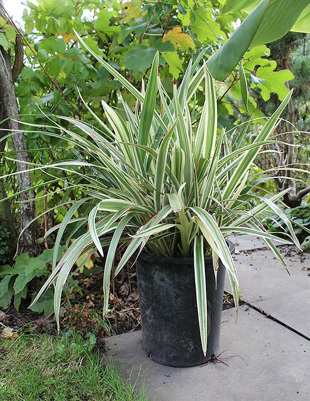 Dianella (plant) Striped Dianella