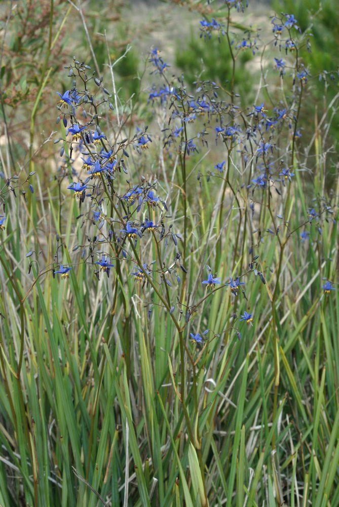 Dianella revoluta Dianella revoluta Xanthorrhoeaceae image 29898 at PlantSystematicsorg