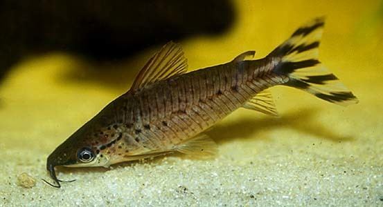 Dianema Dianema urostriatum Flagtail Catfish Seriously Fish