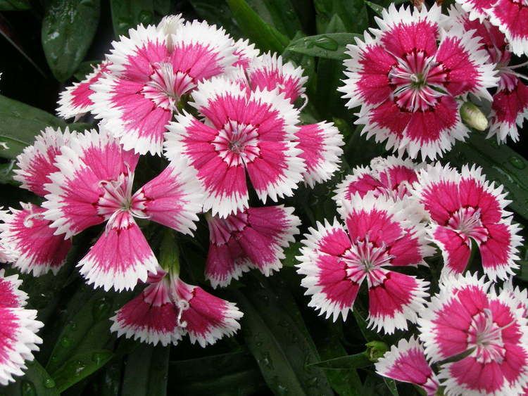Dianthus 1000 images about Dianthus garden on Pinterest Gardens Sun and