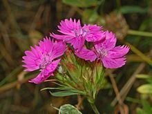Dianthus balbisii httpsuploadwikimediaorgwikipediacommonsthu