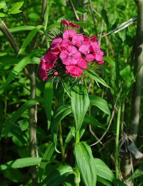 Dianthus barbatus Dianthus barbatus page