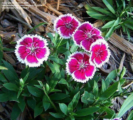 Dianthus chinensis Full size picture of Dianthus China Pinks 39Telstar Picotee39 lti