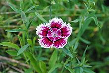 Dianthus chinensis httpsuploadwikimediaorgwikipediacommonsthu