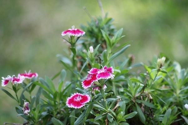Dianthus chinensis DianthuschinensisAYeeCCBYjpg