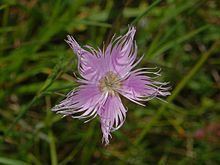 Dianthus monspessulanus httpsuploadwikimediaorgwikipediacommonsthu