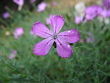 Dianthus nardiformis httpsuploadwikimediaorgwikipediacommonsthu