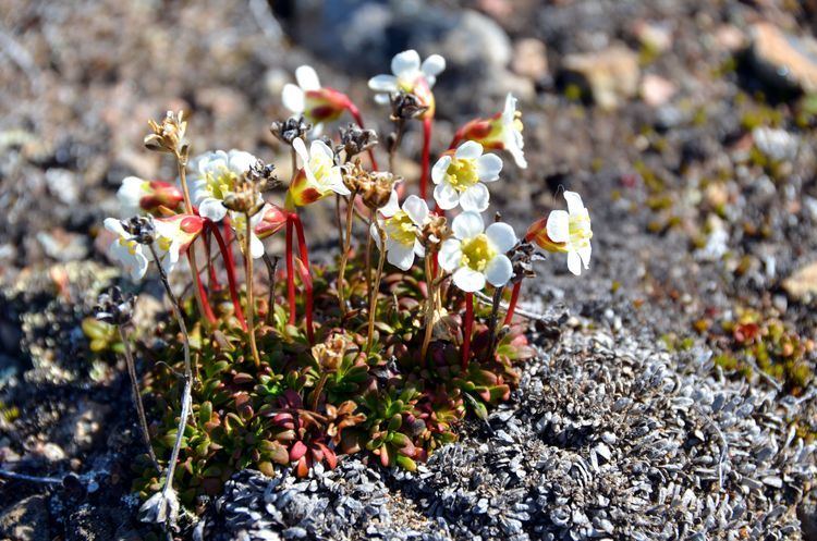 Diapensia lapponica Classification Arctic Flora of Canada and Alaska