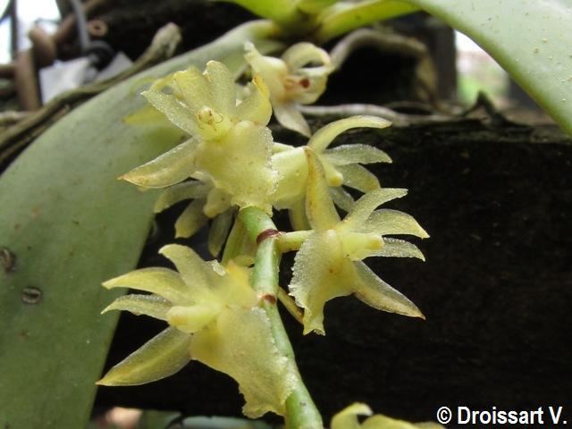 Diaphananthe Orchids from Central Africa Species pictures Orchidaceae