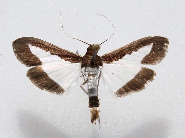 Diaphania Diaphania indica African Moths