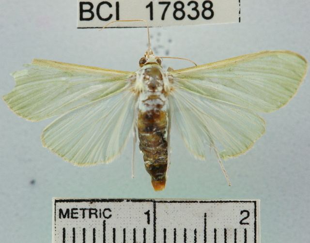 Diaphania esmeralda