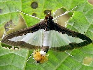 Diaphania hyalinata Moth Photographers Group Diaphania hyalinata 5204