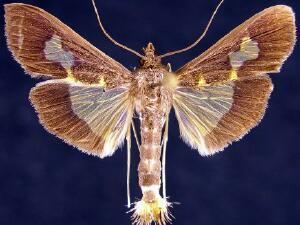 Diaphania nitidalis Moth Photographers Group Diaphania nitidalis 5202