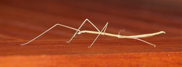 Diapheromeridae Africa Wild View topic AW Insect Book Stick Insects Photos