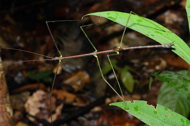 Diapheromeridae Stick Insect Dyme sp Diapheromeridae photo Stephen Luk photos