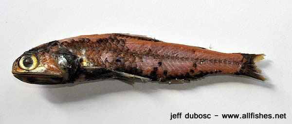 Diaphus Fish Identification