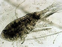 Diaptomidae httpsuploadwikimediaorgwikipediacommonsthu