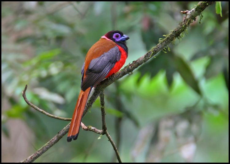Diard's trogon 1000 images about especies on Pinterest Animales Mindanao and Search