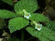 Diastema (plant) httpsuploadwikimediaorgwikipediacommonsthu