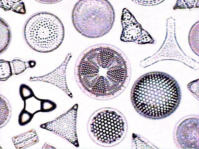 Diatom More on Diatom Morphology