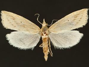 Diatraea saccharalis Moth Photographers Group Diatraea saccharalis 19291