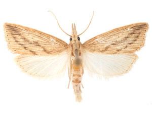 Diatraea saccharalis Moth Photographers Group Diatraea saccharalis 19291