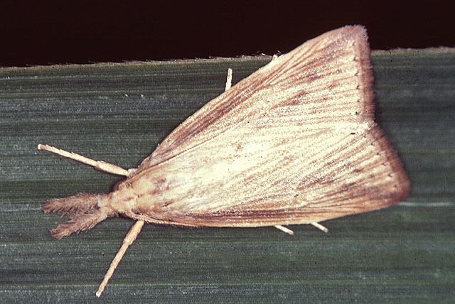 Diatraea saccharalis httpsuploadwikimediaorgwikipediacommons33