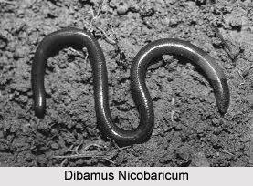 Dibamus Dibamus Nicobaricum Indian Reptile