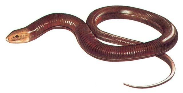 Dibamus Burrowing and Legless LizardsSlow Worms