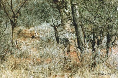 Dibatag Al Wabra Wildlife Preservation DIBATAG ANTELOPE 2002