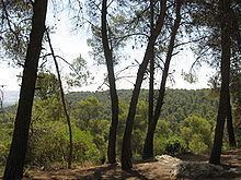 Dibbeen Forest Reserve httpsuploadwikimediaorgwikipediacommonsthu