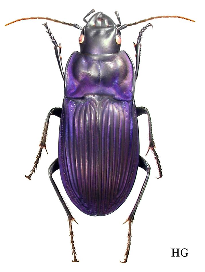 Dicaelus carabidaeorgcarabidaeDicaelus20Dicaelus20purp