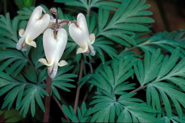 Dicentra canadensis Kentucky Native Plant and Wildlife Plant of the Week Squirrel Corn