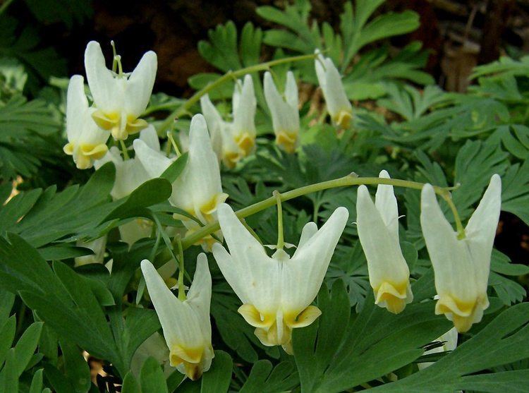 Dicentra cucullaria Dutchman39s Breeches Dicentra cucullaria Flora Pittsburghensis