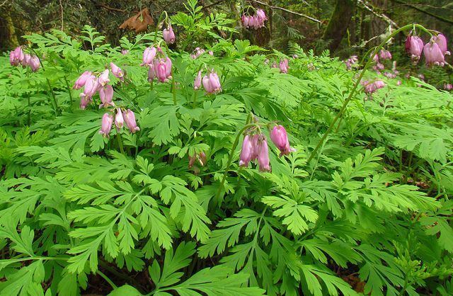 Dicentra formosa Pacific Bulb Society Dicentra